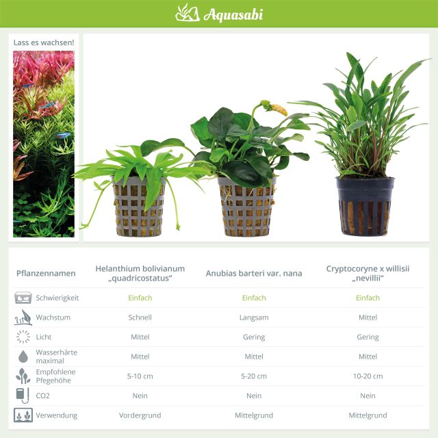 Aquarium Plant Set - 60 Liters - Green - Easy - No. 03