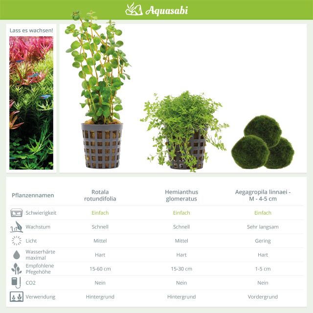 Aquarium Plant Set - 60 Liters - Green - Easy - No. 03
