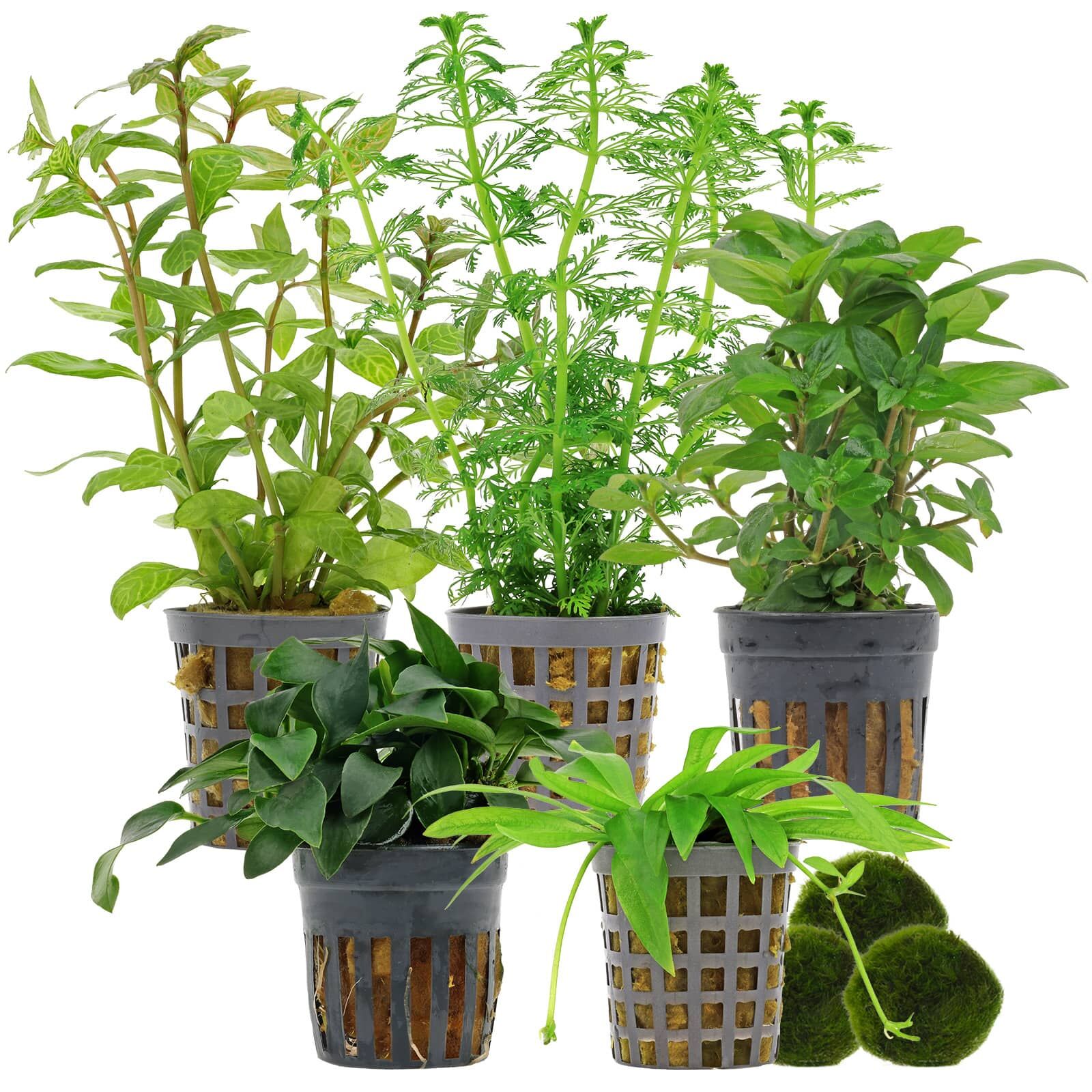 Aquarium Plant Set - 60 Liters - Green - Easy - No. 04