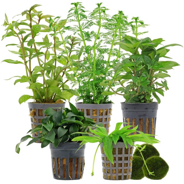 Aquarium Plant Set - 60 Liters - Green - Easy - No. 04