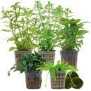 Aquarium Plant Set - 60 Liters - Green - Easy - No. 04