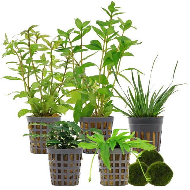 Aquarium Plant Set - 60 Liters - Green - Easy - No. 05