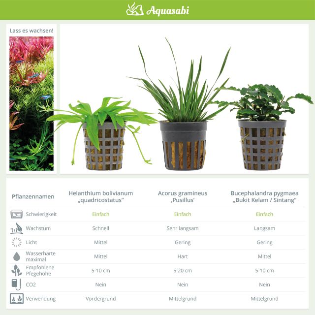 Aquarium Plant Set - 60 Liters - Green - Easy - No. 05