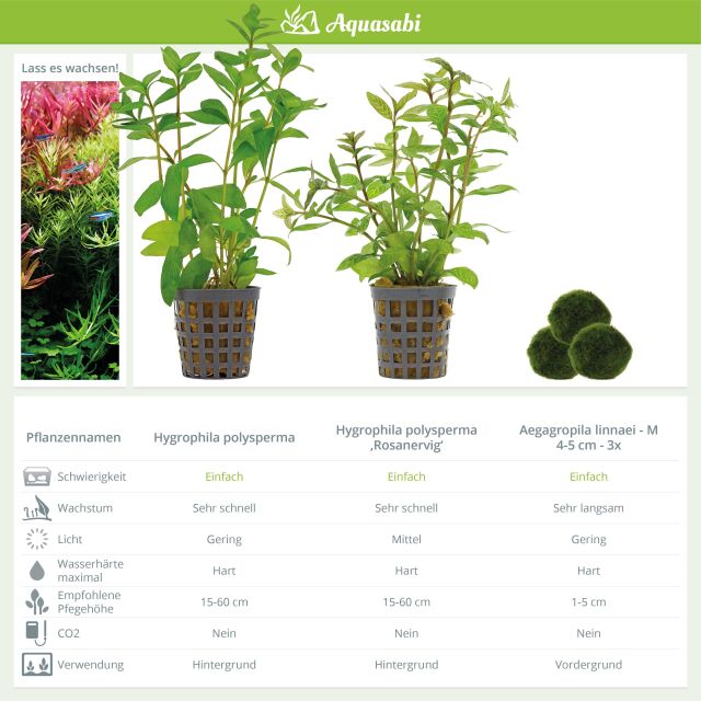 Aquarium Plant Set - 60 Liters - Green - Easy - No. 05