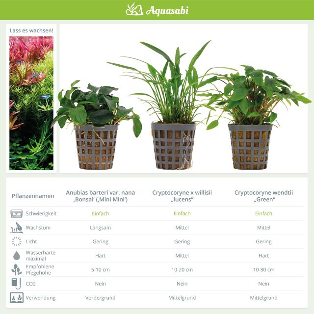 Aquarium Plant Set - 60 Liters - Green - Easy - No. 08