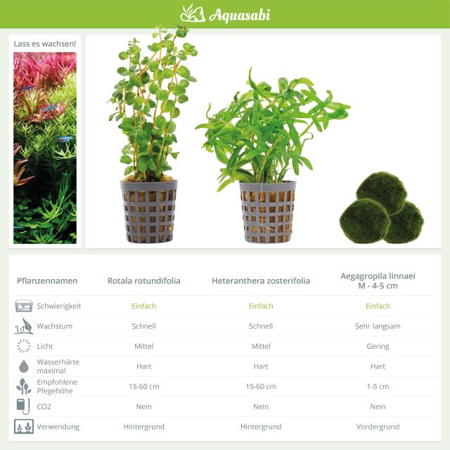 Aquarium Plant Set - 60 Liters - Green - Easy - No. 08