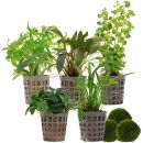 Aquarienpflanzen Set - 60 Liter - Grün - einfach -...
