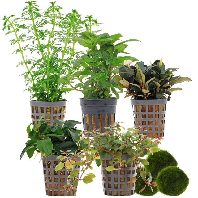 Aquarium Plant Set - 60 Liters - Colorful - Easy - No. 01