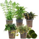 Aquarienpflanzen Set - 60 Liter - Farbig - einfach - Nr. 01