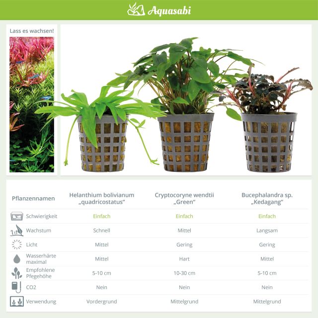 Aquarium Plant Set - 60 Liters - Colorful - Easy - No. 03