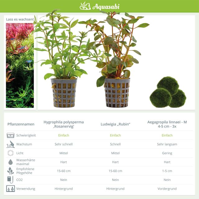 Aquarium Plant Set - 60 Liters - Colorful - Easy - No. 03