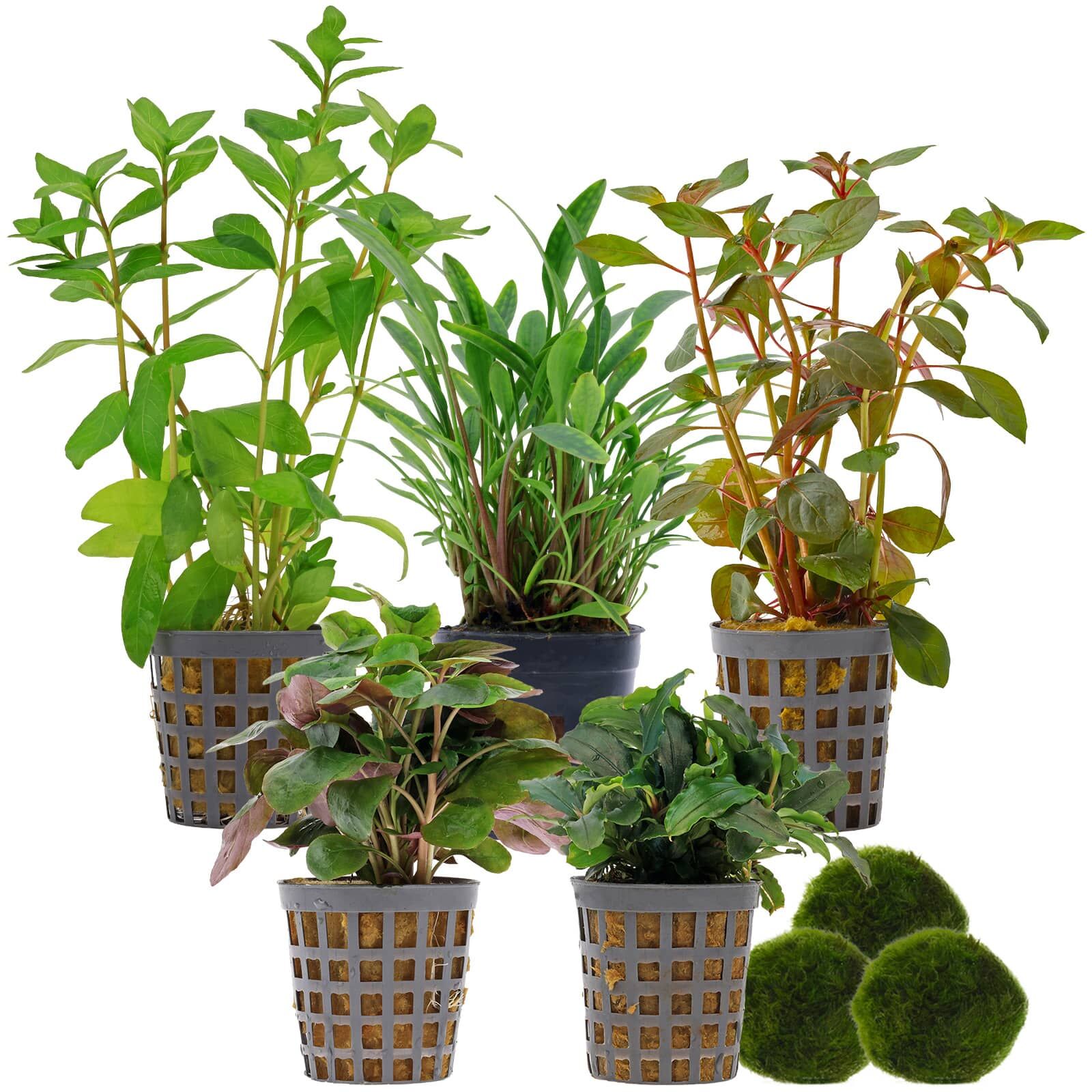 Aquarium Plant Set - 60 Liters - Colorful - Easy - No. 04
