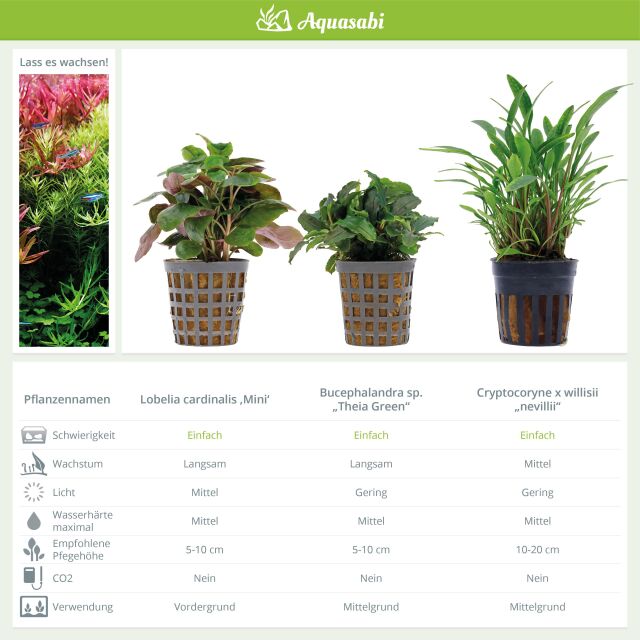 Aquarium Plant Set - 60 Liters - Colorful - Easy - No. 04