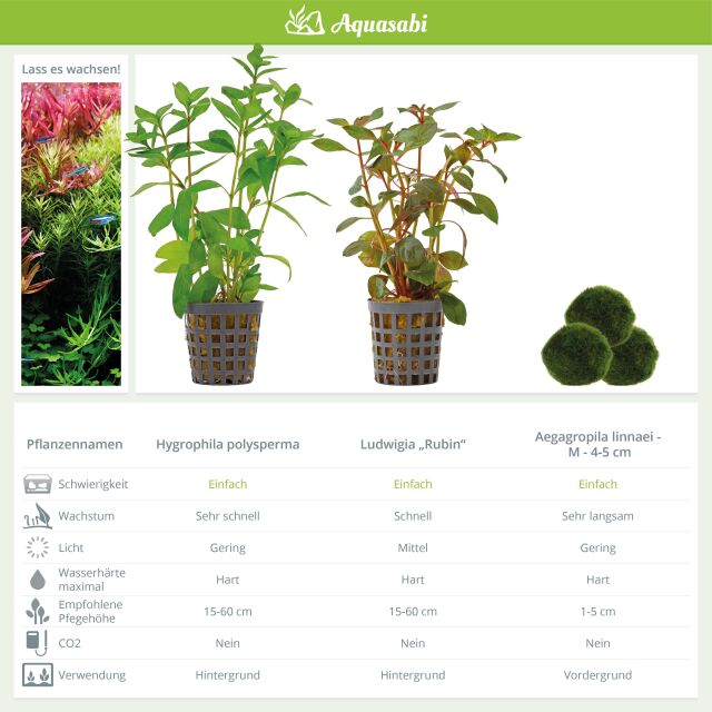 Aquarium Plant Set - 60 Liters - Colorful - Easy - No. 04