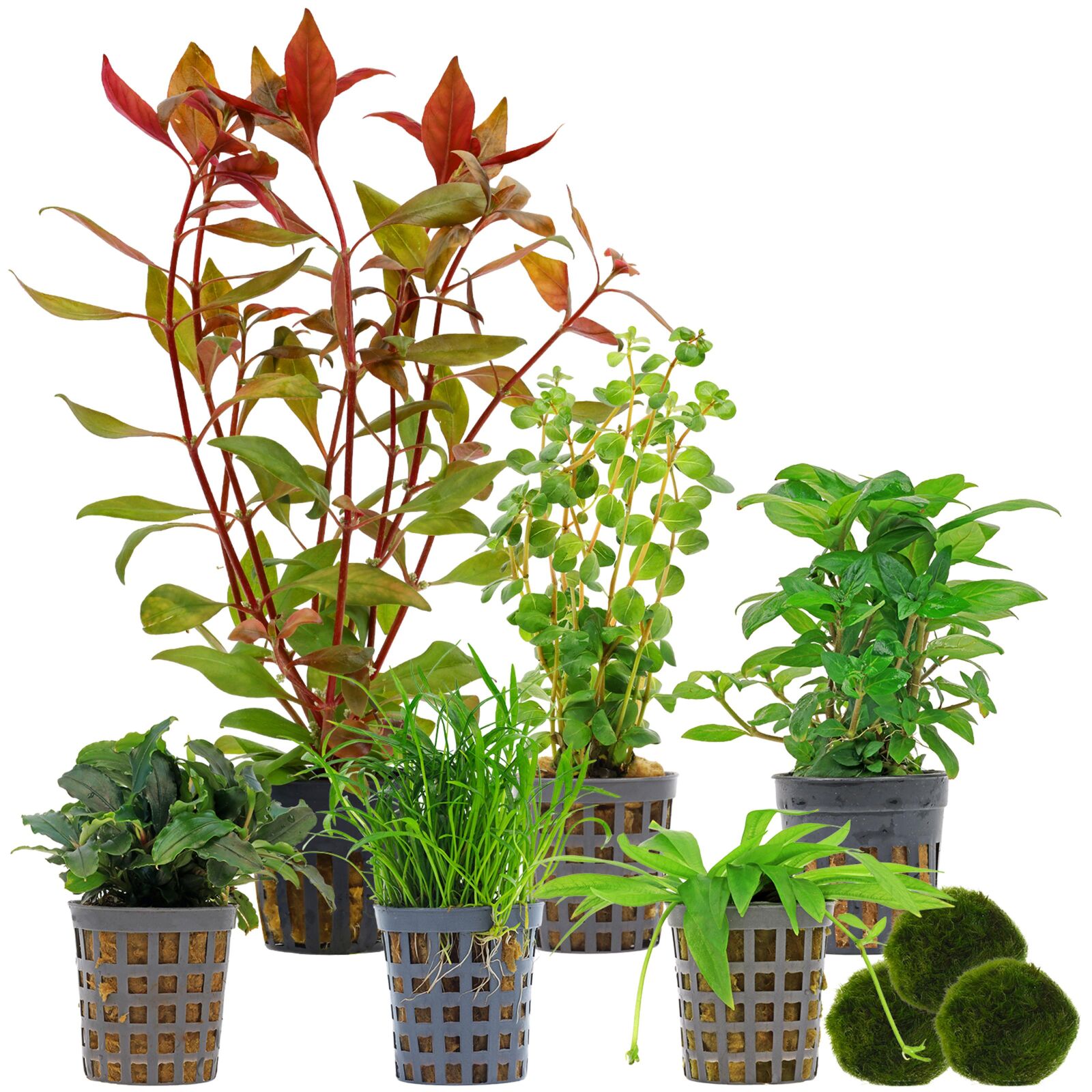 Aquarium Plant Set - 60 Liters - Green - Medium - No. 03