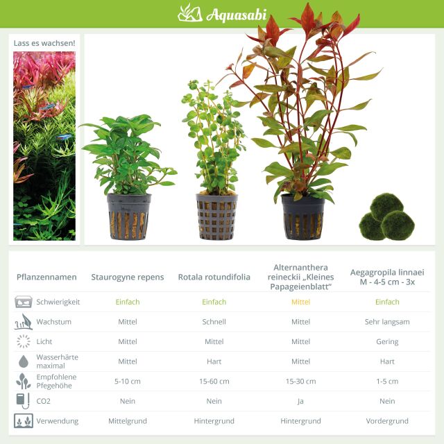 Aquarium Plant Set - 60 Liters - Green - Medium - No. 03