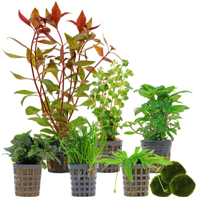 Aquarium Plant Set - 60 Liters - Green - Medium - No. 03