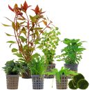 Aquarium Plant Set - 60 Liters - Green - Medium - No. 03
