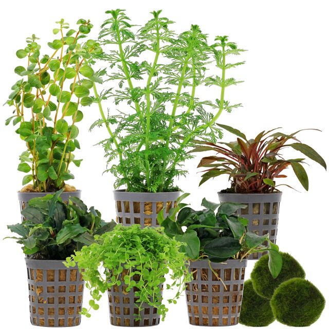 Aquarium Plant Set - 60 Liters - Green - Medium - No. 05