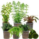 Aquarium Plant Set - 60 Liters - Green - Medium - No. 05