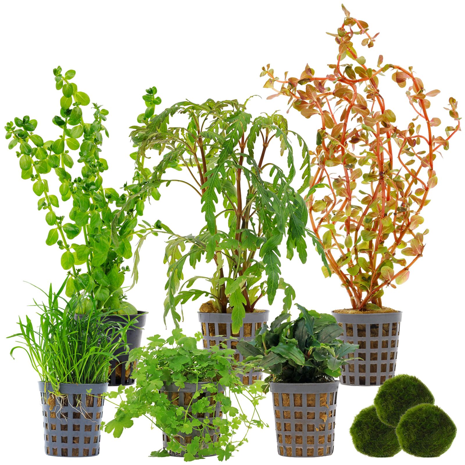 Aquarium Plant Set - 60 Liters - Colorful - Medium - No. 03