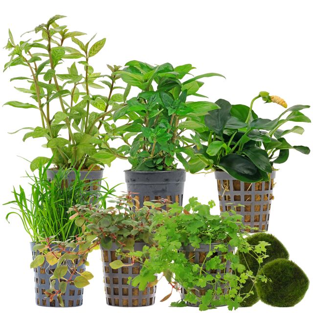 Aquarium Plant Set - 60 Liters - Colorful - Medium - No. 04