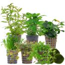 Aquarienpflanzen Set - 60 Liter - Farbig - mittel - Nr. 04