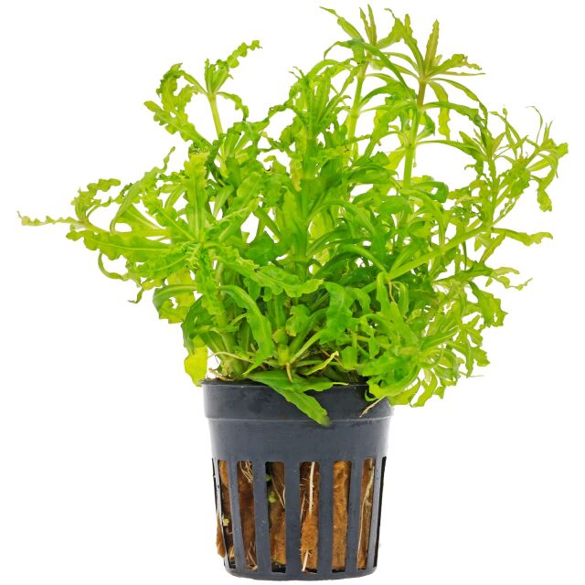 Pogostemon helferi