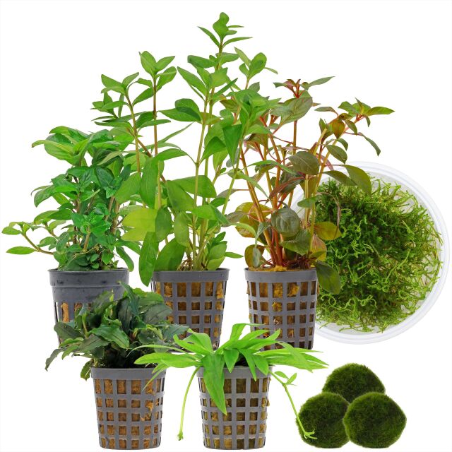 Aquarium Plant Set - 60 Liters - Shrimp - Colorful - Easy - No. 02