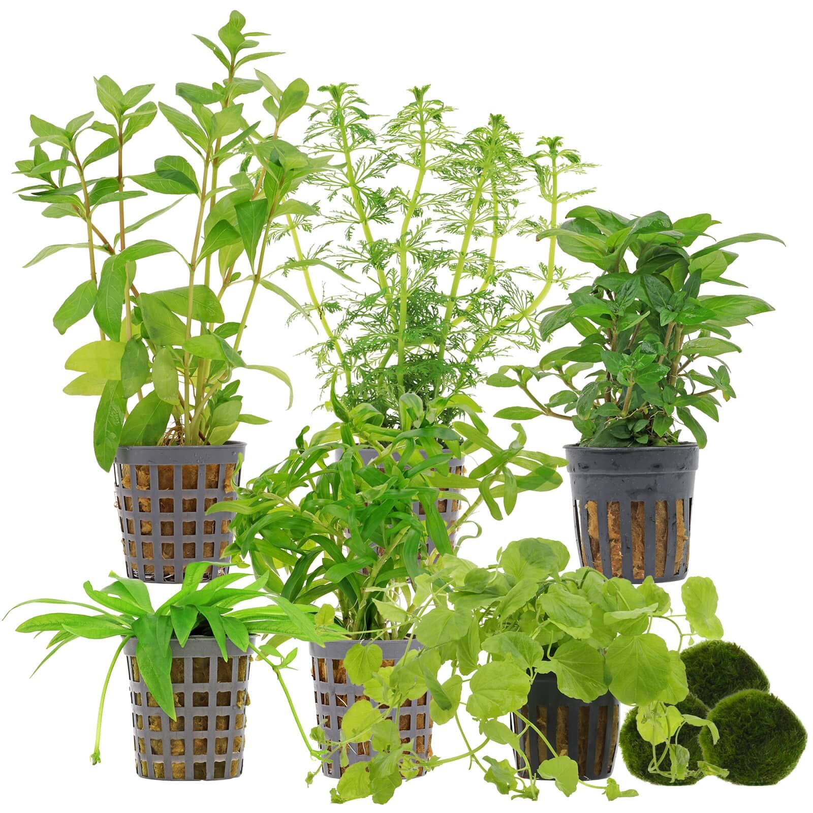 Aquarium Plant Set - 60 Liters - Algae Control - Green - Easy - No. 01