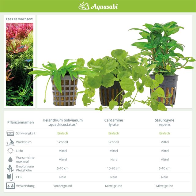Aquarium Plant Set - 60 Liters - Algae Control - Green - Easy - No. 01
