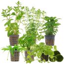 Aquarienpflanzen Set - 60 Liter - Algenkiller - Grün...