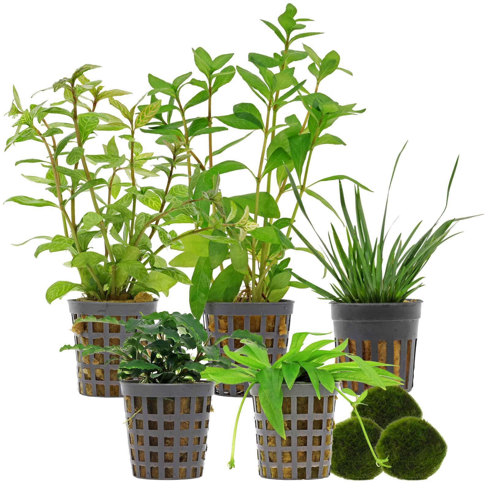 Aquarium Plant Set - 60 Liters - Green - Easy - No. 05