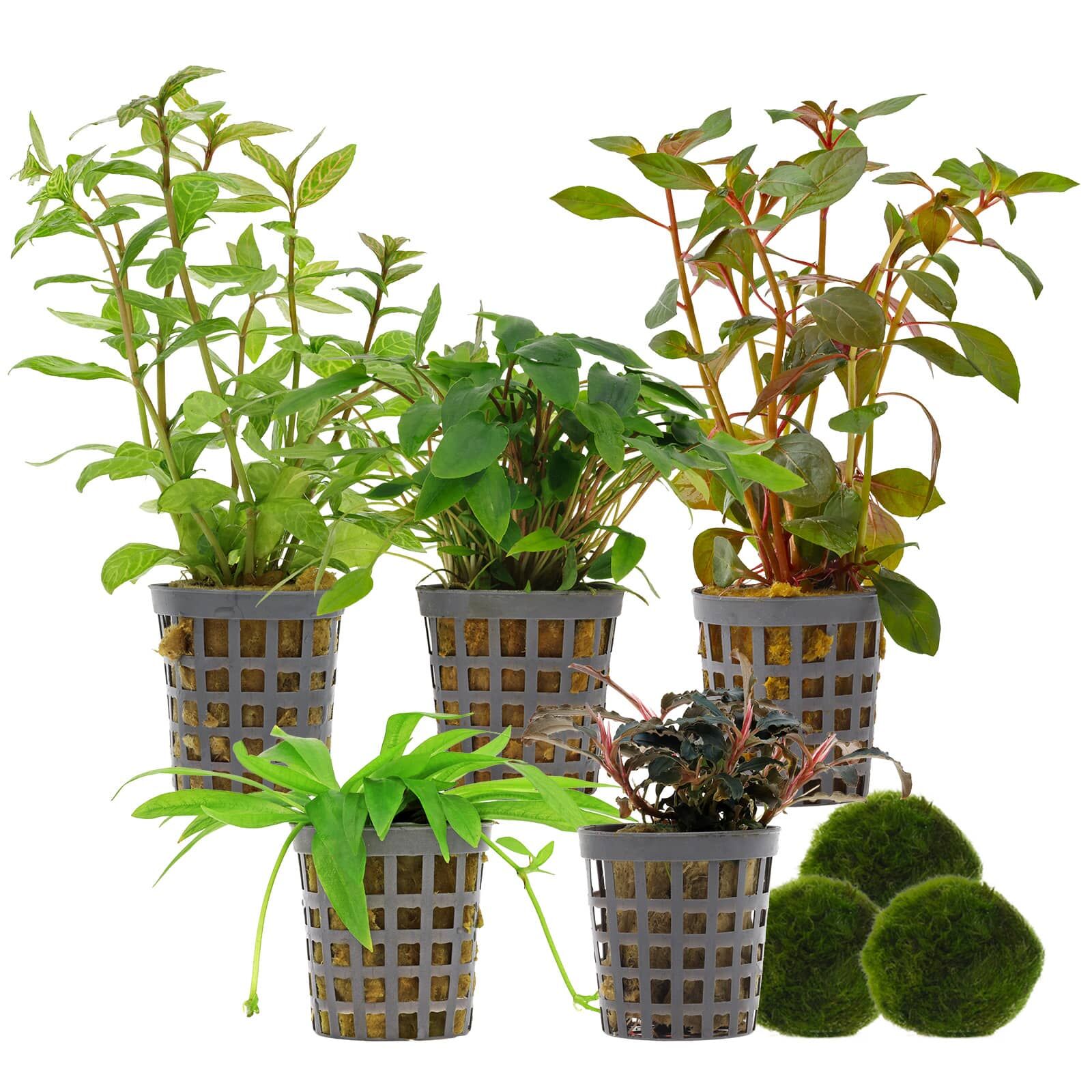 Aquarium Plant Set - 60 Liters - Colorful - Easy - No. 03
