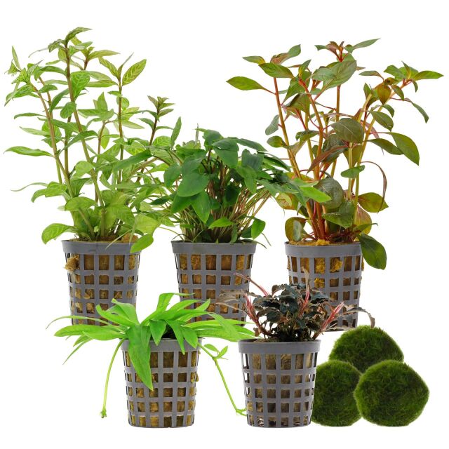 Aquarium Plant Set - 60 Liters - Colorful - Easy - No. 03