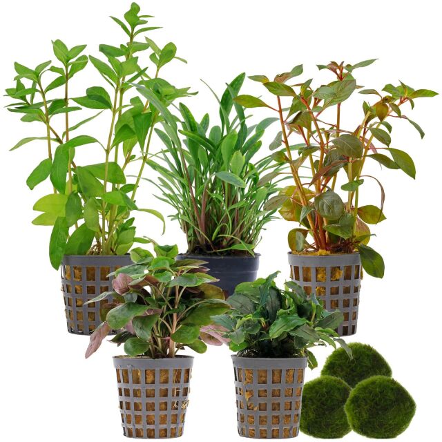Aquarium Plant Set - 60 Liters - Colorful - Easy - No. 04