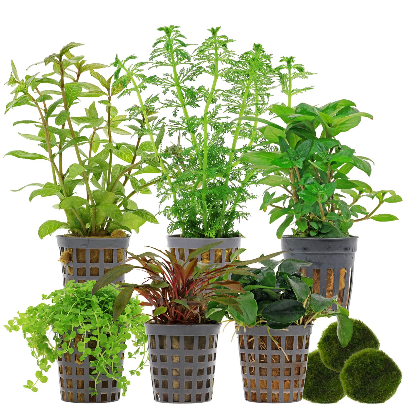 Aquarium Plant Set - 60 Liters - Green - Medium - No. 04