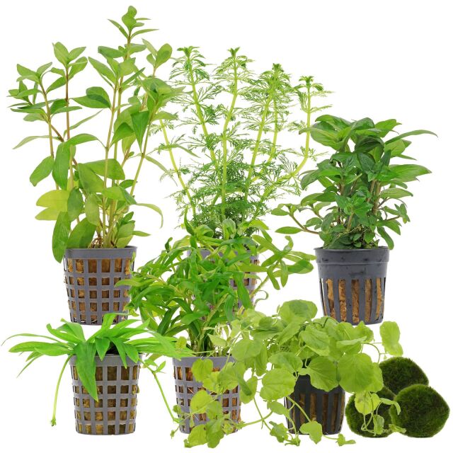 Aquarium Plant Set - 60 Liters - Algae Control - Green - Easy - No. 01
