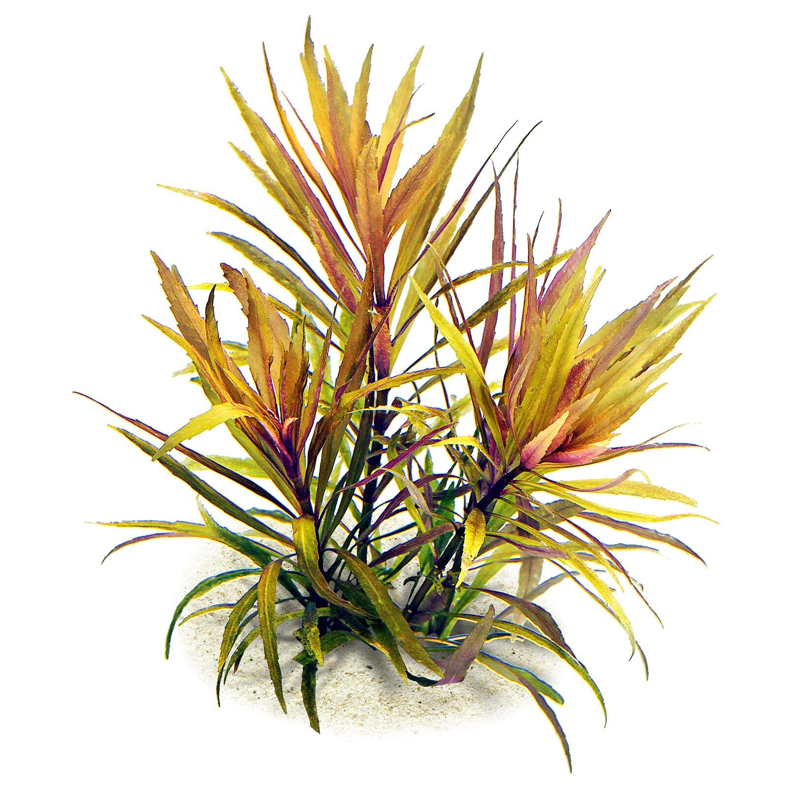 Pogostemon stellatus "Broad Leaf"