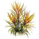 Pogostemon stellatus "Broad Leaf"