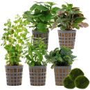 Aquarienpflanzen Set - 30 Liter - Grün - einfach -...