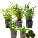 Aquarienpflanzen Set - 30 Liter - Grün - einfach -...