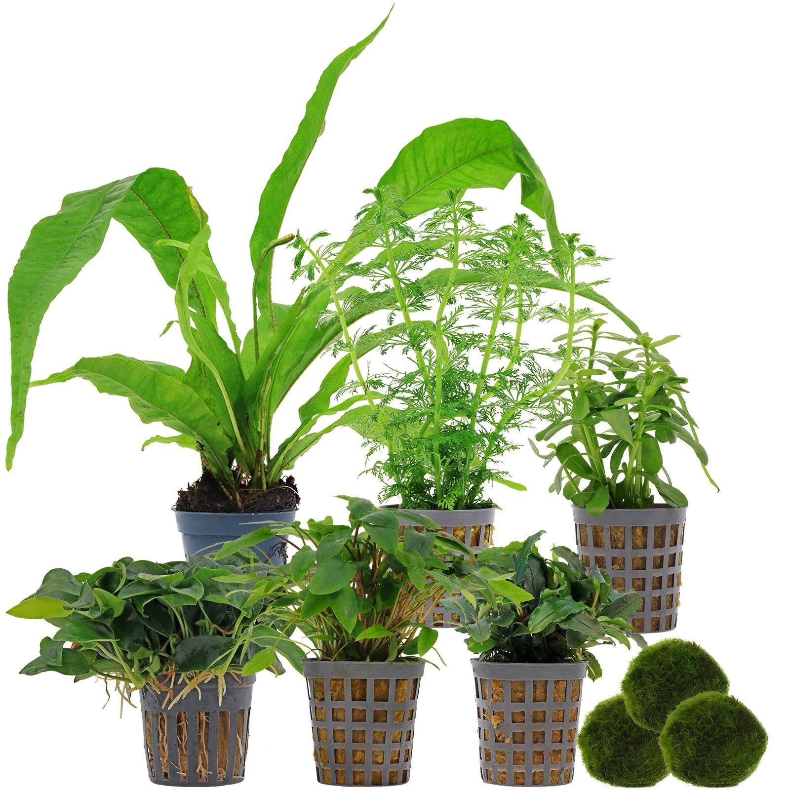 Aquarium Plant Set - 60 Liters - Low Maintenance - No. 01