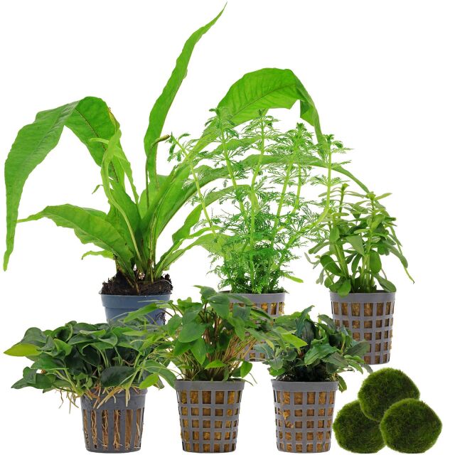 Aquarium Plant Set - 60 Liters - Low Maintenance - No. 01