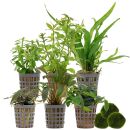 Aquarium Plant Set - 60 Liters - Low Maintenance - No. 02