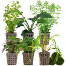 Aquarienpflanzen Set - 120 Liter - Grün - einfach -...