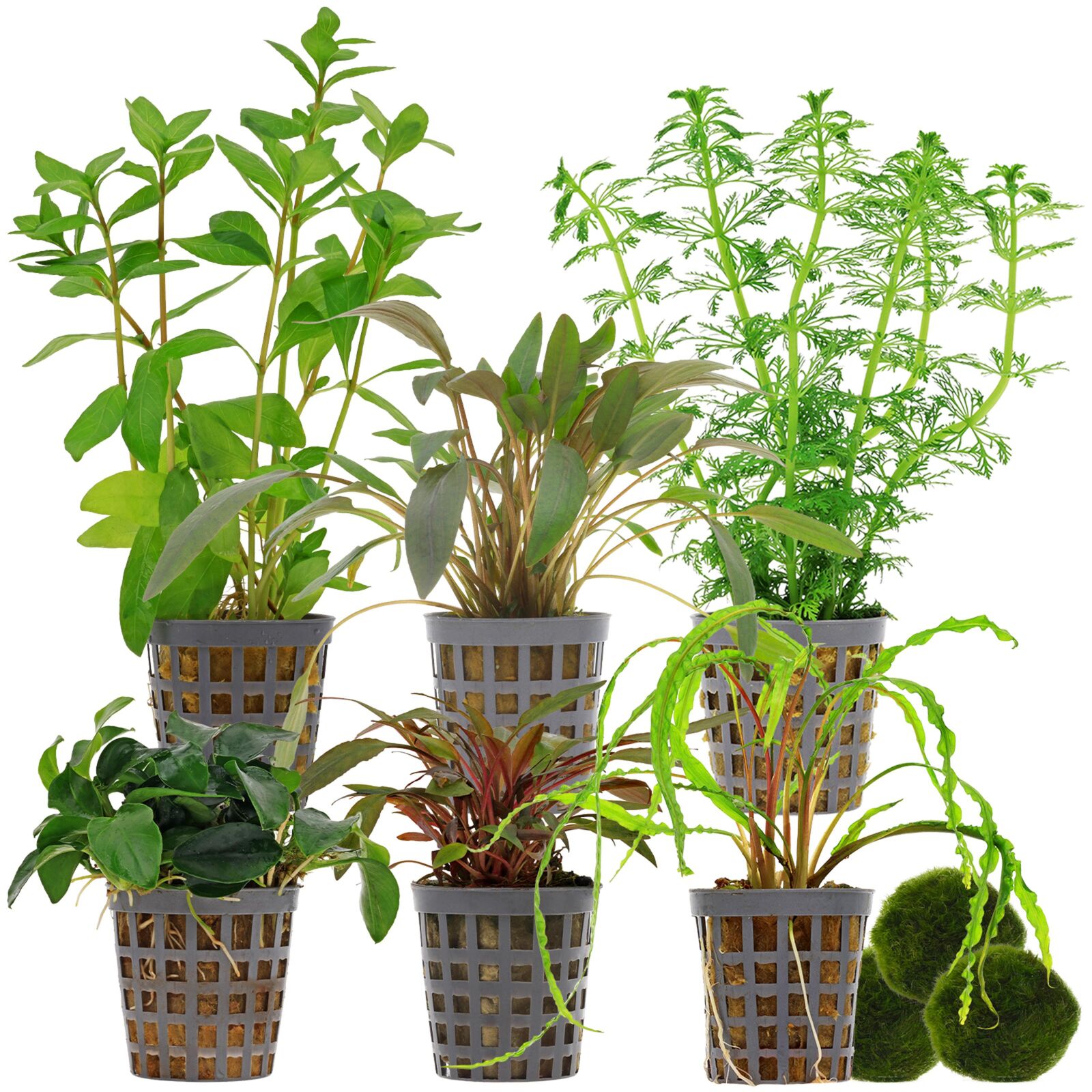 Aquarium Plant Set - 120 Liters - Green - Easy - No. 03