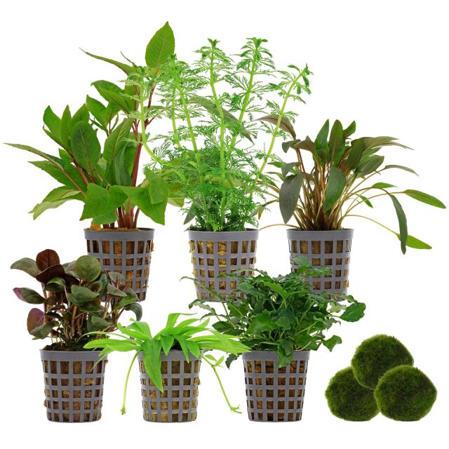 Aquarium Plant Set - 120 Liters - Green - Easy - No. 04