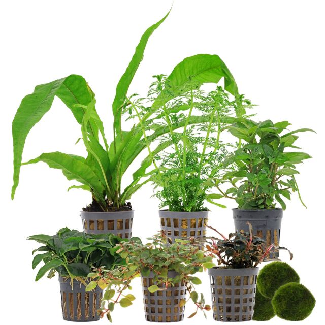 Aquarium Plant Set - 120 Liters - Colorful - Easy - No. 01