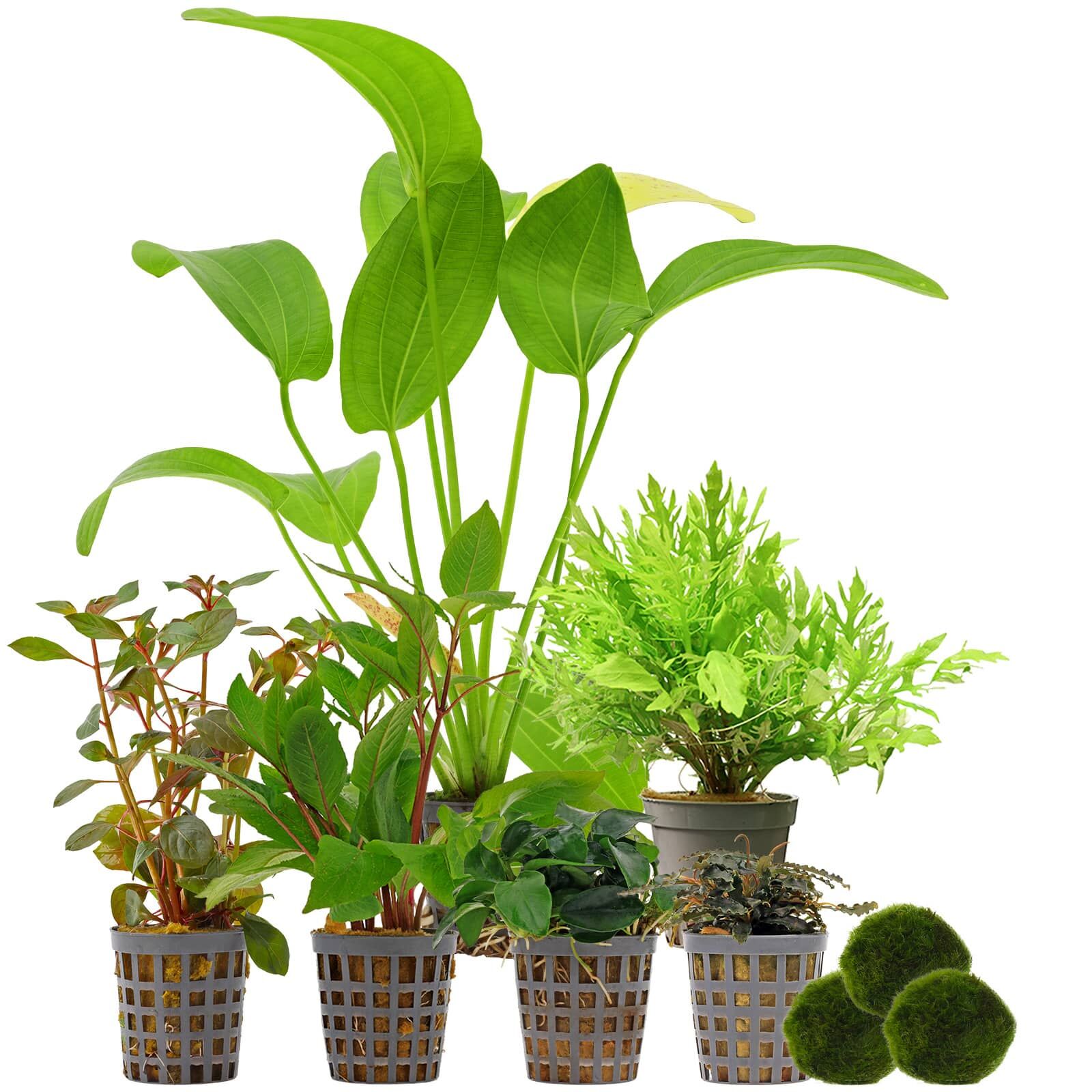 Aquarium Plant Set - 120 Liters - Colorful - Easy - No. 03
